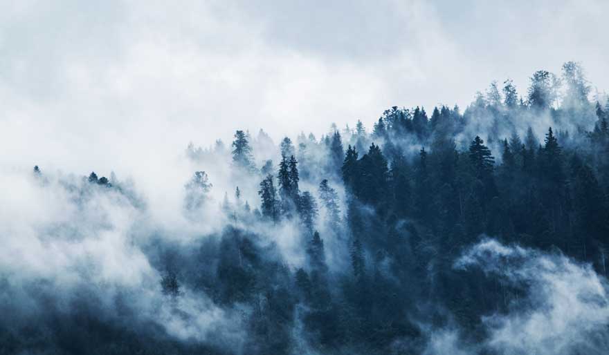 forest with thick fog